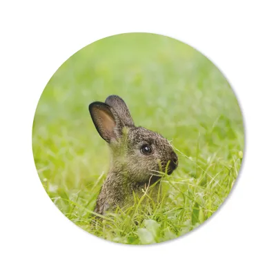 Produktbild von MuchoWow® Mauspad Mousepad Kaninchen - Baby - Gras 50x50 cm - Mousepads - Maus Mat - Pad - Mausunterlage - Vinyl
