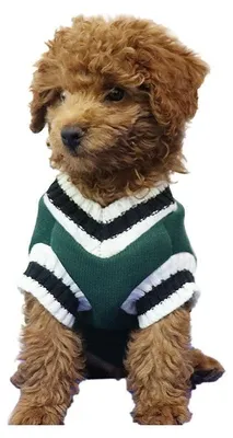Image de Pull en tricot Surtep Animals Unreal B pour chien