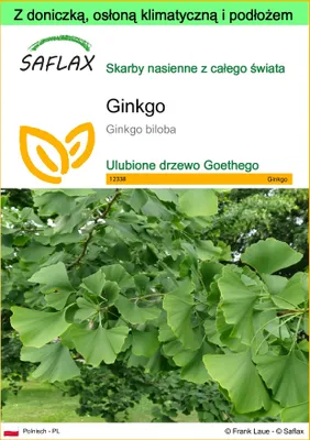 Zdjęcie produktu dla SAFLAX - Garden to go - Ginkgo - 4 Nasiona - Z doniczką, pokrywą klimatyczną i podłożem do uprawy - Ginkgo biloba