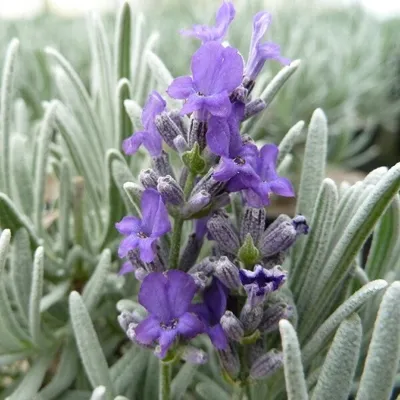 Immagine prodotto di 6 x Lavanda  - Lavandula 'Richard Gray'  | Vaso 9 cm x 9 cm