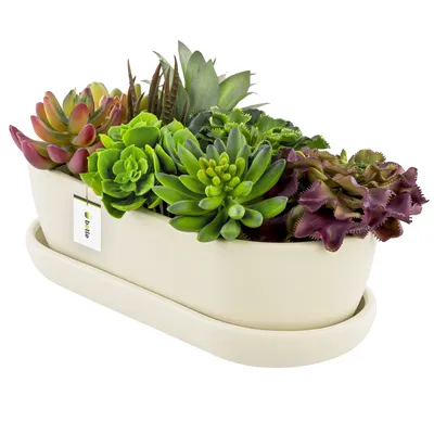 Produktbild von Blumentopf Keramik Weiß Kaktenschale mit Untersetzer Oval LxBxH 13 cm x 27,5 cm x 8 cm Oberfläche Matt Kakten Modern Glamour