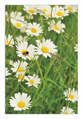 Produktbild von Wallario Wandbild Margeritenwiese, Größe: 61 x 91,5 cm, Poster mit rahmenlosen Bildhalter