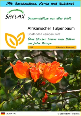 Produktbild von SAFLAX Geschenk Set - Afrikanischer Tulpenbaum - Spathodea campanulata - 30 Samen - Mit Geschenkbox, Versandaufkleber, Geschenkkarte und Anzuchtsubstrat