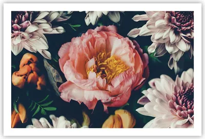 Produktbild von Poster - Poster ohne Rahmen - Blumen Pfingstrose Holzig - 91,5x61 cm - Wand Bild - Wanddeko - Wandbilder - Kunstposter - Wandposter - Bilder - Kunstdruck - Wanddekoration - Wandbild - P2XAA91x61-4661
