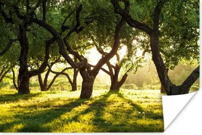 Produktbild von MuchoWow® Poster Bäume - Natur - Sonne 120x80 cm - Bilder