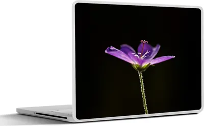 Produktbild von MuchoWow® Laptop Aufkleber Sticker Cover Eine lila Geranie auf schwarzem Hintergrund 32.5x23.5 cm - Sticker für Laptop - Selbstklebend