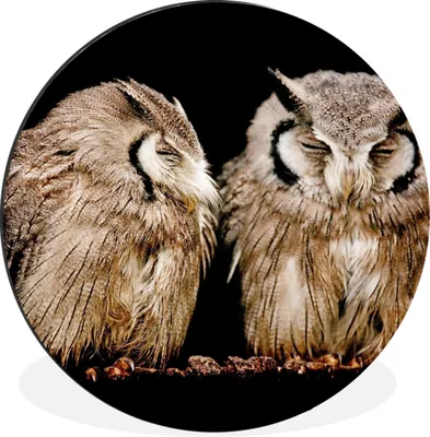 Produktbild von MuchoWow® Aluminium Wandkreis Eule - Vogel - Schwarz Ø 90 cm Wanddeko Modern Wohnzimmer - Mauerkreis - Wandbilder - Runde Bild - Bild aus Aluminium - Schlafzimmer - Wohnzimmerdekoration - Wand Dekoration