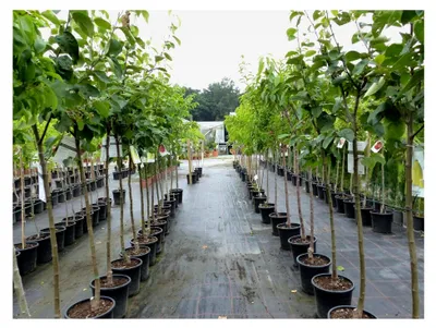 Produktbild von Echter Walnussbaum Juglans regia 180 cm Obstbaum winterhart kräftiger Stamm
