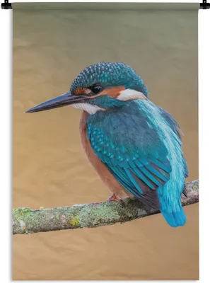Produktbild von MuchoWow® Wandteppich Wandbehang Vogel - Eisvogel - Tiere - Zweig 60x90 cm Tapisserie Dekoration Wandtuch - Foto-Teppich - Abwaschbar