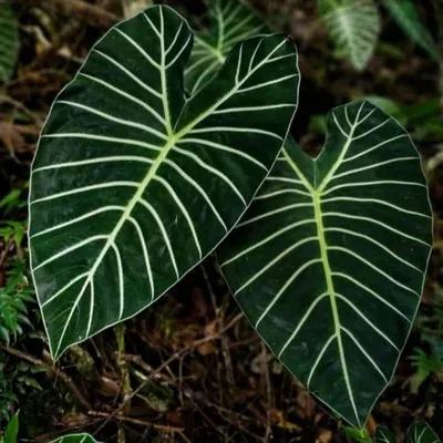 Obrázek produktu pro Meratus-Alocasia (Alocasia sp. 'Meratus')  – 1 vyklíčené semeno