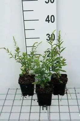 Zdjęcie produktu dla 6 x Solidago rugosa 'Fireworks' - Nawłoć - Doniczka 9 x 9 cm