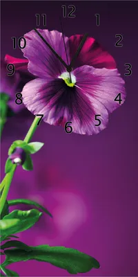 Produktbild von Wallario Design Wanduhr Lila Stiefmütterchen aus Echtglas, Größe 30 x 60 cm