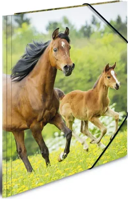Image de Chemise à rabats HERMA A4 chevaux polypropylène