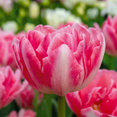 Zdjęcie produktu dla Bloomique - Mix 20 - Tulipa Double Pink - Cebule tulipanów - Pełne kwiaty - Cebule kwiatowe - Kwitnące wiosną - Byliny - Dorasta do 30-35 cm