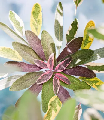 Produktbild von BALDUR Garten 1x Salbei 'Mandala® Tricolor', Pflanze im 10,5 cm-Topf, dekoratives, dreifarbiges Laub, aromatische Blätter, für Balkon, Terrasse & Garten, winterhart & pflegeleicht