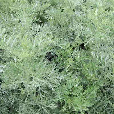 Produktbild von 6 x Halbstrauchiger Wermut  - Artemisia 'Powis Castle'  | Topf 9cm x 9cm