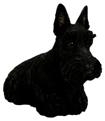 Produktbild von Schottischer Terrier schwarz