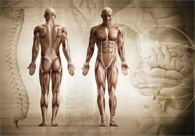 Produktbild von Wallario Poster - Anatomie Mensch II, Kunstdruck Größe: 70 x 100 cm