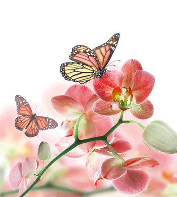 Produktbild von Fototapete - Orchids and Butterfly 225x250cm - Vliestapete