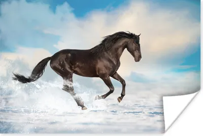 Produktbild von MuchoWow® Poster Schwarzes Pferd im Schnee 30x20 cm - Plakate - Print