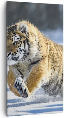 Produktbild von Bild auf Leinwand - Leinwandbild - tiger tier - 55x100cm - Wand Bild - Wanddeko - Wandbilder - Leinwanddruck - Bilder - Kunstdruck - Wanddekoration - Leinwand bilder - Wandkunst - PA55x100-3928
