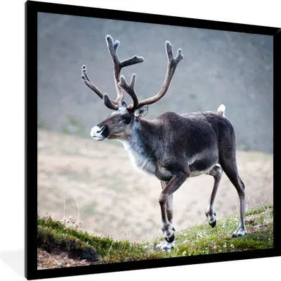 Produktbild von MuchoWow® Gerahmtes Poster Ein Rentier vor einem unscharfen Hintergrund 40x40 cm - Poster mit Schwarzem Bilderrahmen Wandposter Rahmen Foto Bilder - Mit Rahmen - Wanddekoration Schlafzimmer