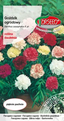 Produktbild von Gartennelken-Samenmischung - Torseed