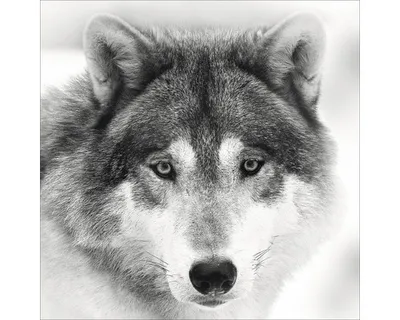 Produktbild von Glasbild Wolf GLA1041 50x50 cm