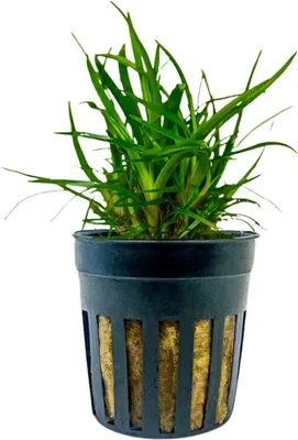 Produktbild von Aquarium Pflanze Eriocaulon sp. 'Vietnam' Wasserpflanzen Aquascaping AquaOne Nr.391A