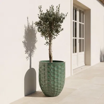 Zdjęcie produktu dla Drzewko oliwne w doniczce ceramicznej Provencelia Zielony, Ø55 cm x H65 cm