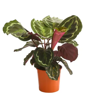 Produktbild von Dehner Korbmarante Medaillon, Calathea roseoptica, luftreinigend, ca. 40-45 cm, Ø Topf 14 cm, Zimmerpflanze