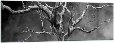 Produktbild von Bilder auf glas - Einteilig - Schwarzweiß Äste Rauch - 160x50cm - Glasbilder - Wandbilder - Bilder - zum Aufhängen bereit - Wanddekoration aus Glas - Glas Bilder - Wandbild auf Glas - GAB160x50-4346