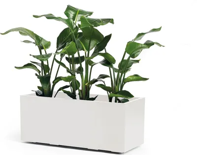 Produktbild von Pflanzkübel Greener KEBE Kunststoff 99,5 x 39,5 x 39,5 cm weiß inkl. Rollen und Zwischenboden