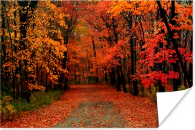 Produktbild von MuchoWow® Poster Herbst - Wald - Laub 180x120 cm - Fotoplakat