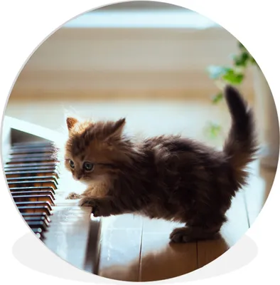 Produktbild von MuchoWow® Rundes Wandbild - Runde Bilder Katze - Tier - Kätzchen Ø 90 cm Kreis Wanddekoration Kunststoff - Wandkreis - Wandschmuck - Wand-Kreis - Wohnzimmer - Bild - Runde - Wanddeko - Dibond - Kunstdrucke