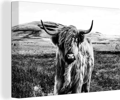 Produktbild von OneMillionCanvasses® - Leinwandbilder - 150x100 cm, Schwarz - Weiß - Schottisches Hochlandrind - Gras, Wandbilder Wohnzimmer Hochland Rind - Tier Wanddekoration - Hochland Rind - Kuh - Gemälde auf
