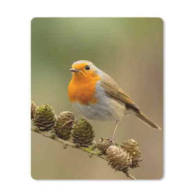 Produktbild von MuchoWow® Mauspad Mousepad Vogel - Rotkehlchen - Tannenzapfen - Zweig - Herbst 30x40 cm - Mousepads - Maus Mat - Pad - Mausunterlage - Mausmatten