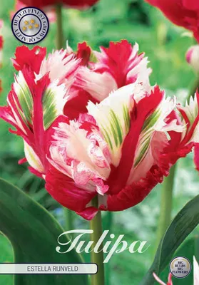 Artikelbild 2 von 'Tulpe Estella Rijnveld (7 Stück)' aus der Kategorie Tulpenzwiebeln