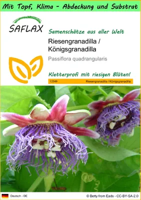 Produktbild von SAFLAX Garden to go - Riesengranadilla / Königsgranadilla - Passiflora quadrangularis - 12 Samen - Mit Topf, Klima - Deckel und Anzuchtsubstrat