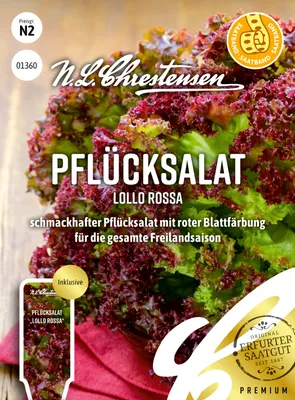 Produktbild von Pflücksalat Lollo rossa | Pflücksalatsamen von N.L. Chrestensen