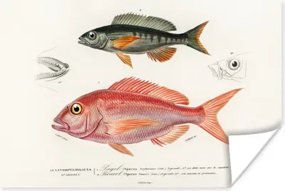 Produktbild von MuchoWow® Poster Fisch - Vintage - Farbe 120x80 cm - Bilder