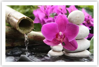 Produktbild von Poster - Poster ohne Rahmen - Orchidee Bambus Dekoration Spa - 91,5x61 cm - Wand Bild - Wanddeko - Wandbilder - Kunstposter - Wandposter - Bilder - Kunstdruck - Wandbild - P2XAA91x61-2666