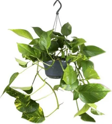 Produktbild von Efeutute Epipremnum Aureum Ø15cm ↕25cm Kletterpflanze Hängepflanze Pflegeleicht