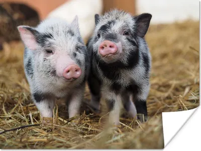 Produktbild von MuchoWow® Poster Schwein - Tiere - Ferkel 160x120 cm - Foto Plakat
