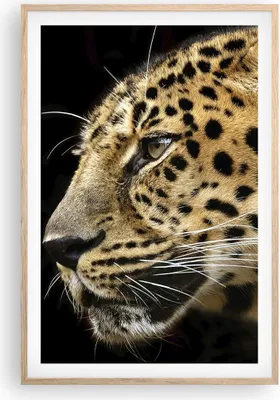 Produktbild von Gerahmtes Poster - Rahmen in heller Eiche - Tiere Leopard wilde Katze wilde Tiere - 61x91,5 cm - Wand Bild - Wanddeko - Wandbilder - Wandposter - Bilderrahmen - Bilder - Kunstdruck - P2NPA61x91-0433