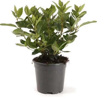 Produktbild von Lorbeer-Schneeball 25-30 cm, im Topf - Viburnum tinus, immergrün