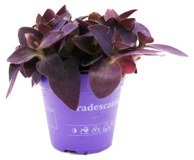 Produktbild von Dreimastblume – Tradescantia pallida – pflegeleichte Hängepflanze – rote Blätter – 12-cm-Topf – violett
