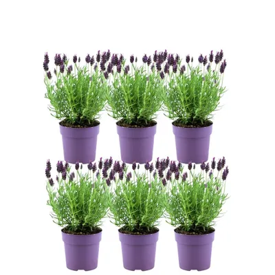Produktbild von Plants by Frank | 6 Französische Lavendel Pflanzen | Lavandula Stoechas Anouk® | Schopflavendel | Lavendel Pflanze | Stauden | Gartenpflanzen