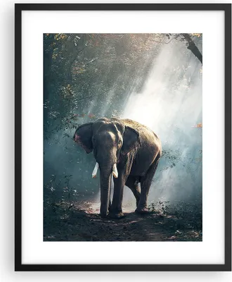 Produktbild von Gerahmtes Poster - Schwarzer Rahmen - elefant natur - 40x50 cm - Wand Bild - Wanddeko - Wandbilder - Kunstposter - Wandposter - Bilderrahmen - Bilder - Kunstdruck - Wandbild - P2BPA40x50-3972
