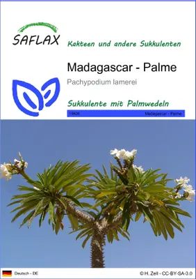Produktbild von SAFLAX - Kakteen - Madagascar - Palme - 10 Samen - Pachypodium lamerei